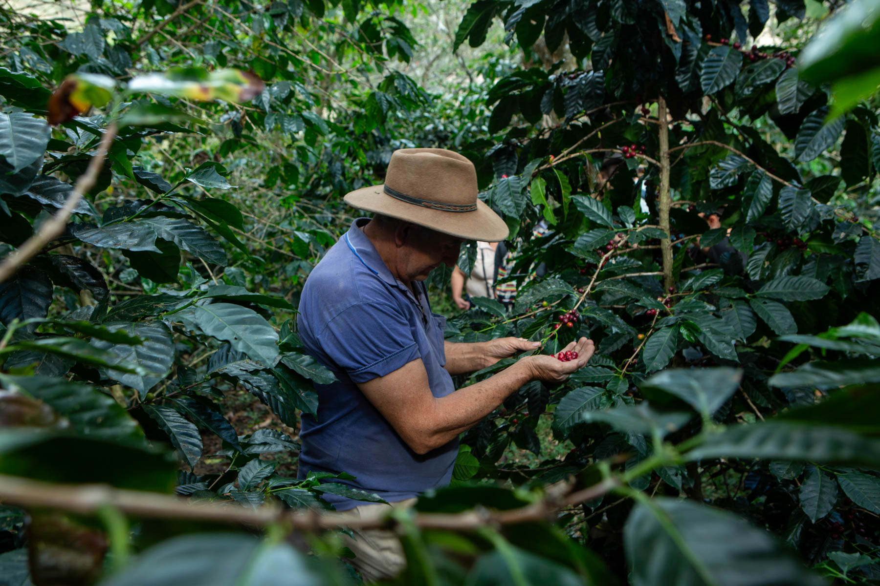 A farmer inspects ripe coffee cherries.